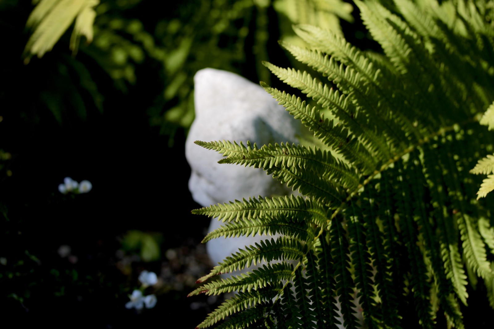 Fern